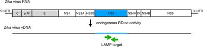 LAMP Detection of Virus-Derived DNA of Zika Virus in Vector Mosquito
